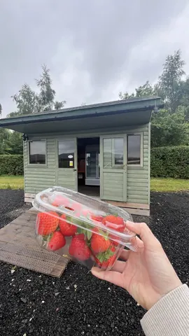 A person is holding a container of strawberries.