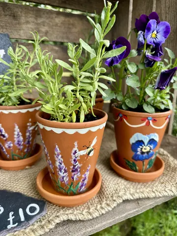 A group of potted plants with purple flowers and green leaves.