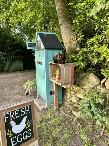 A blue shed with a cat sitting on top of it.