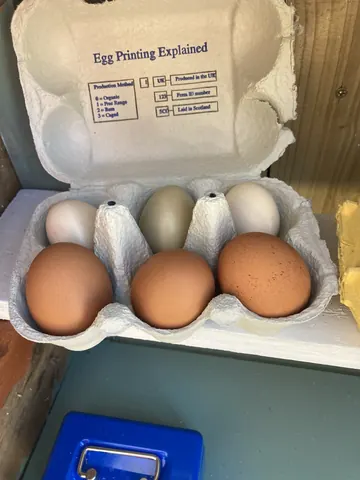 A carton of eggs is sitting on a table.