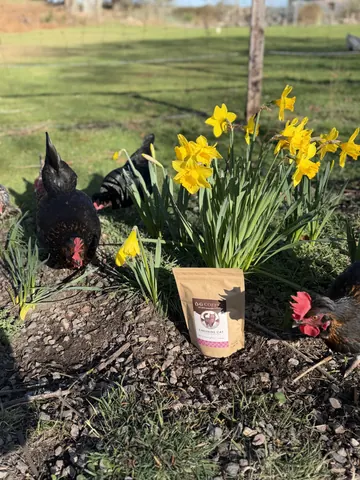 A bag of coffee is sitting on a rock in front of a chicken.