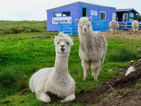 Two llamas are standing in front of a blue building.