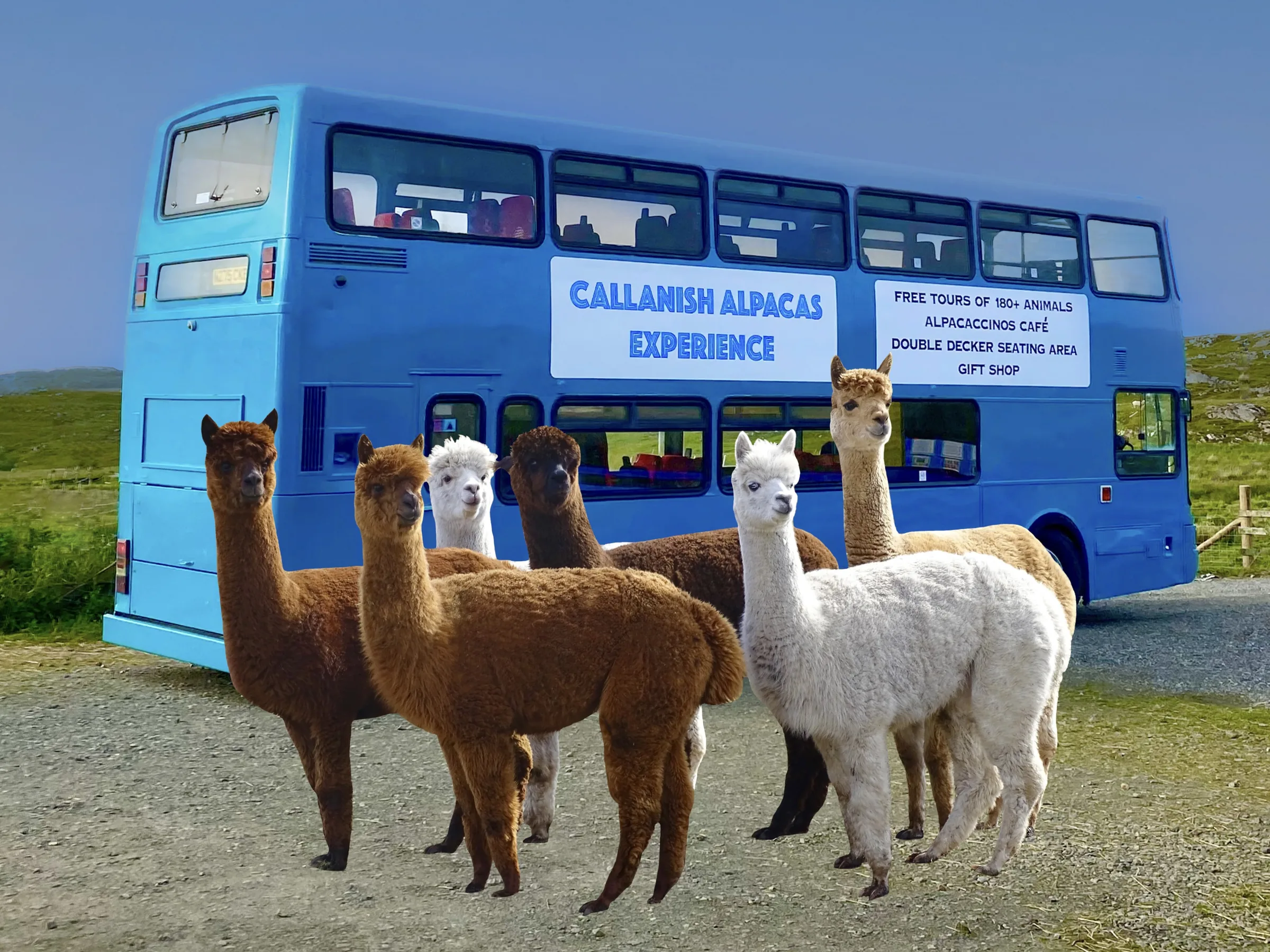 Callanish Alpacas: honesty box on HonestyBox.scot