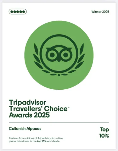 A green and white logo for the TripAdvisor Travellers' Choice Awards 2025.