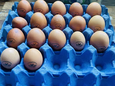 A blue plastic container filled with eggs.