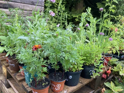A table with many potted plants on it.