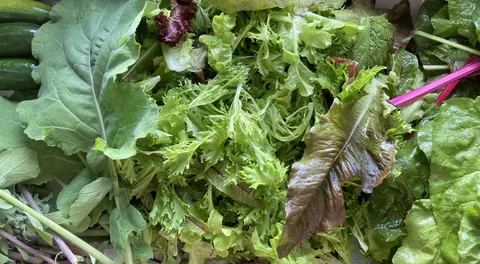 A pile of green lettuce.