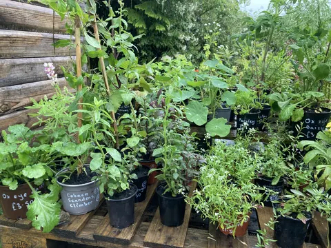 A wooden table with many potted plants on it.