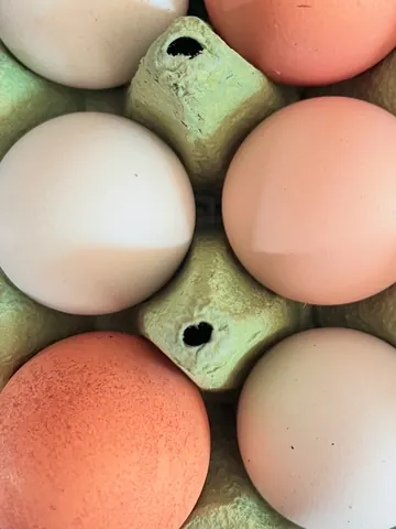 A dozen eggs are in a carton.
