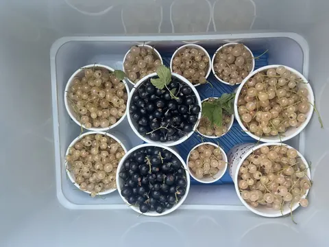 A white plastic container with a blue liner holding several cups of grapes and blueberries.