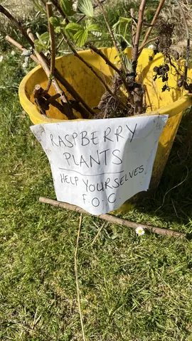 A bucket with a sign that says "raspberry plants help yourself".