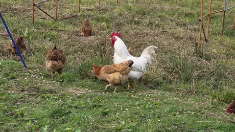 A group of chickens are standing in a grassy field.