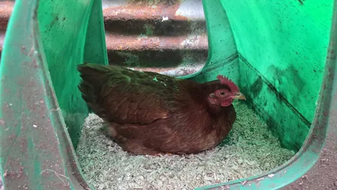 A brown chicken is sitting in a green cage.