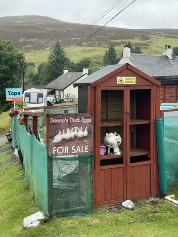 A small wooden shed with a sign for dogs for sale.