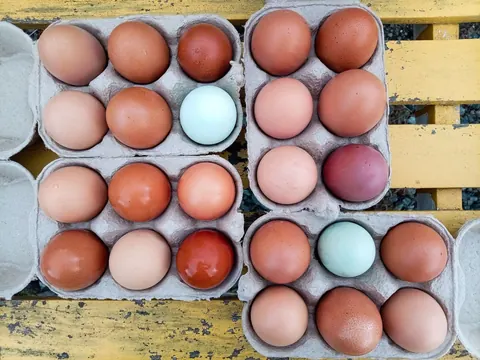 A wooden table with a box of eggs on it.