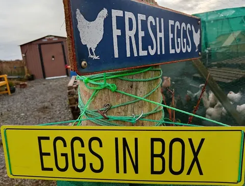 A sign that says "Fresh Eggs" is attached to a wooden post.
