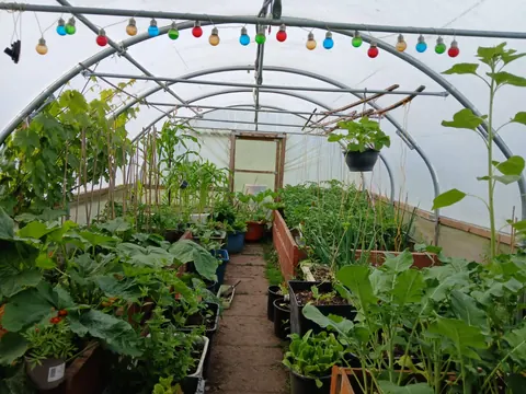 A greenhouse filled with plants and a lighted tunnel.