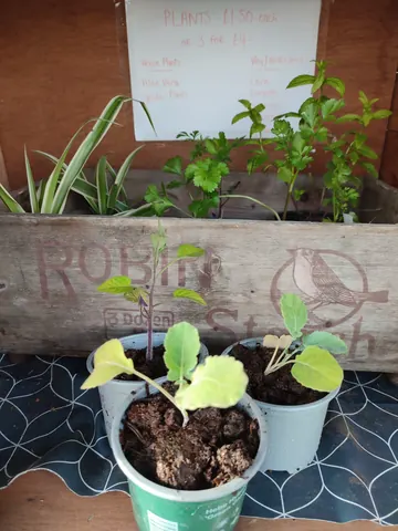 A wooden crate with a sign that says Robin St.