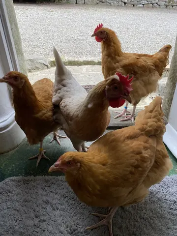 A group of chickens are standing in front of a window.