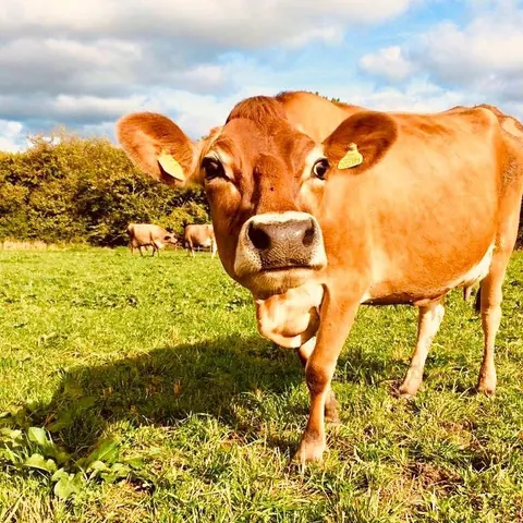 A brown cow with a yellow tag in its ear.