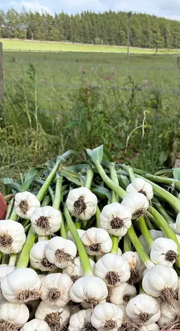 A bunch of green onions are on display.