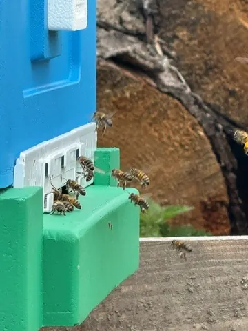 A blue box with a green lid and a yellow bee on it.