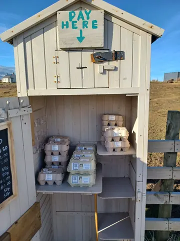 A small white shed with a shelf full of eggs.
