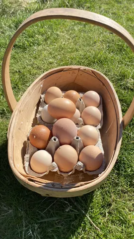 A basket filled with eggs.