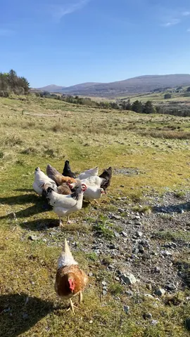 A group of chickens standing in a grassy field.