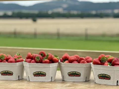 A table with five bowls of strawberries.