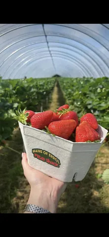 A hand holding a basket of strawberries.