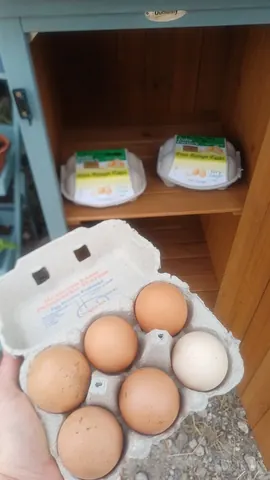 A wooden shelf with two boxes of eggs on it.