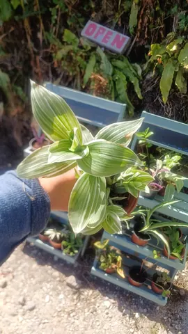 A person is holding a plant in their hand.