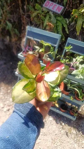 A person is holding a plant in their hand.