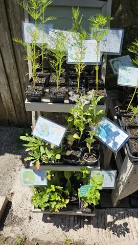 A collection of potted plants with labels on them.