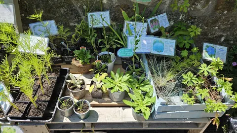 A wooden table with a variety of potted plants on it.