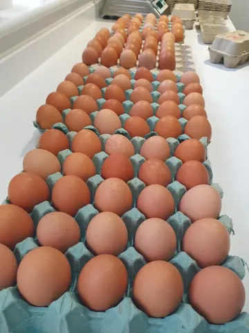 A large number of eggs are laid out in a blue carton.