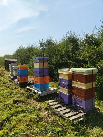 A group of beehives are sitting on a wooden platform.