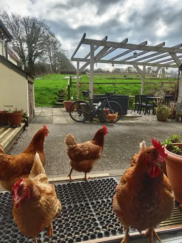 A group of chickens are standing on a patio.