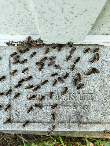 A group of bees are on a roof.