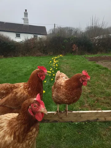 Three chickens are standing in a grassy field.