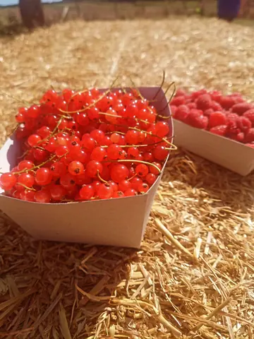 Two bowls of red berries are on a table.